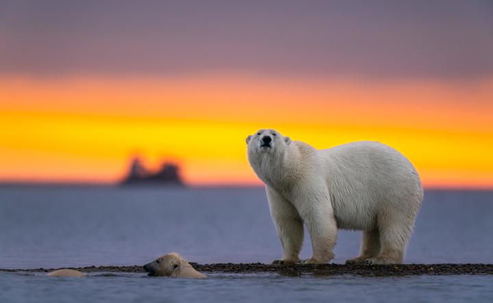 Polar Bear