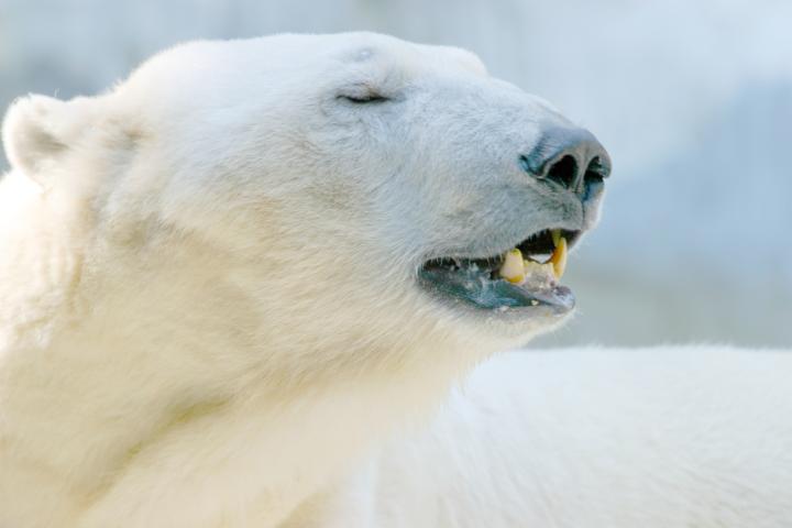 Polar Bear