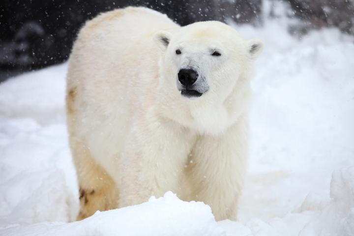Polar Bear