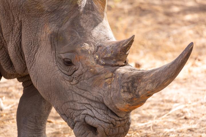 Rhino