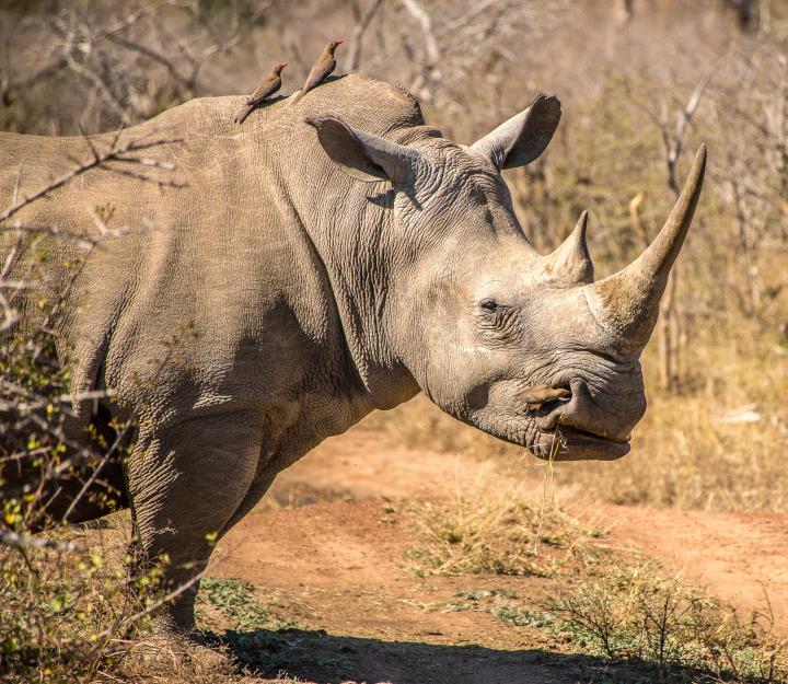 Rhino